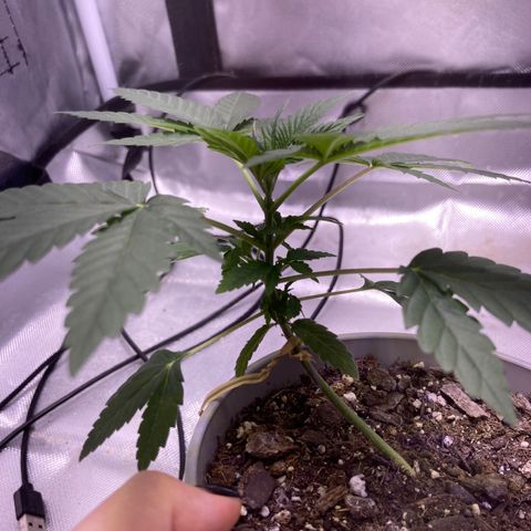 Karen growlog timeline photo