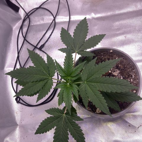Karen growlog timeline photo