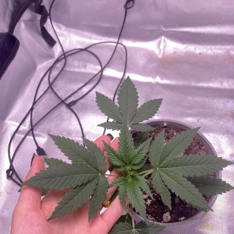 Karen growlog timeline photo