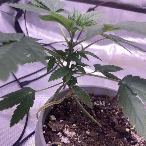 Karen growlog timeline photo