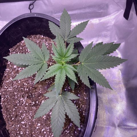 Karen growlog timeline photo