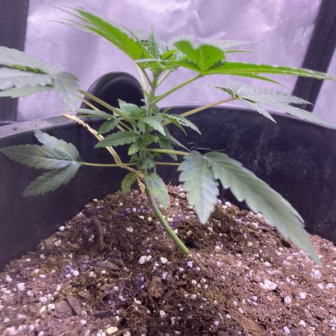 Karen growlog timeline photo