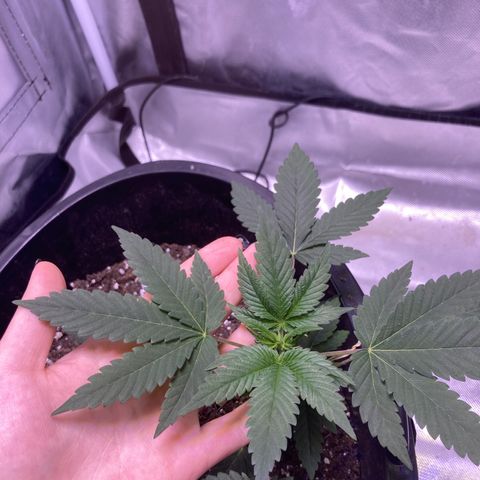 Karen growlog timeline photo