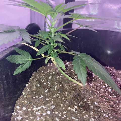 Karen growlog timeline photo