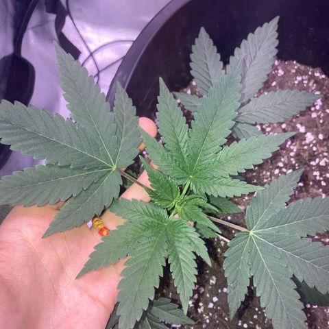 Karen growlog timeline photo