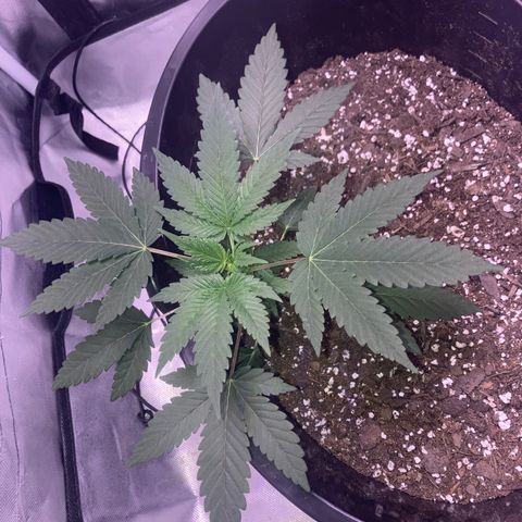 Karen growlog timeline photo