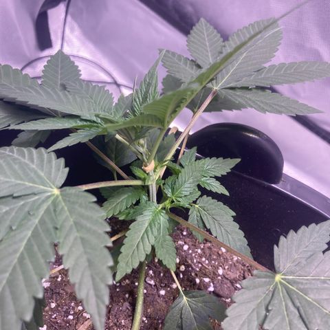Karen growlog photo: LST above 3rd node 