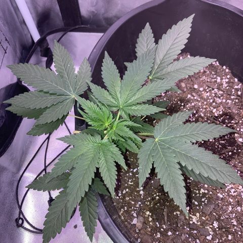 Karen growlog timeline photo