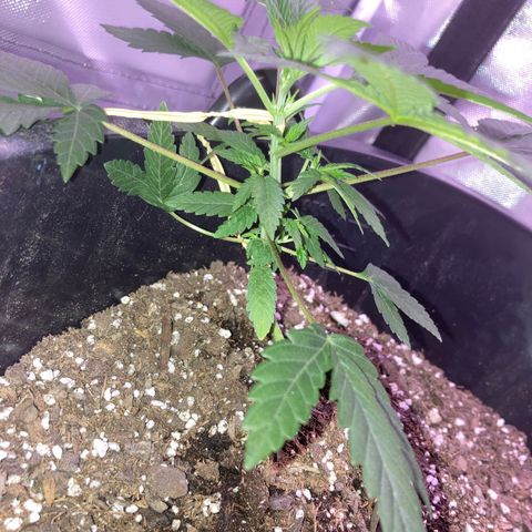 Karen growlog timeline photo