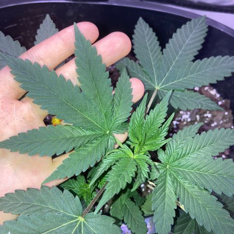Karen growlog timeline photo