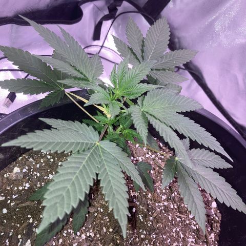 Karen growlog timeline photo