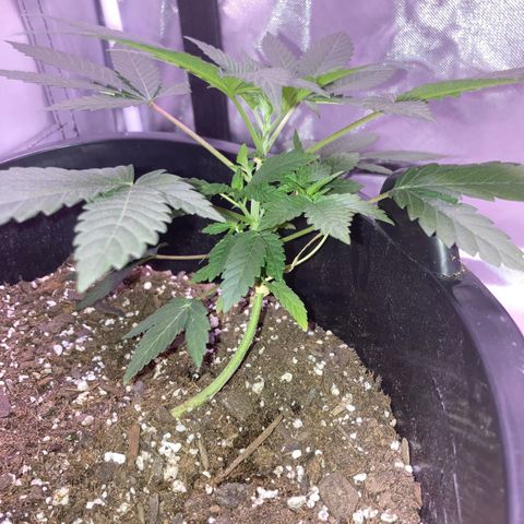 Karen growlog timeline photo