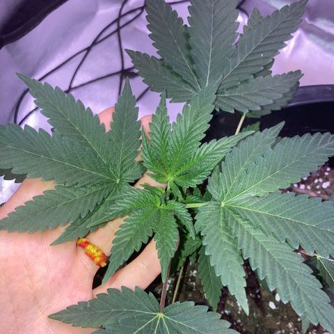 Karen growlog timeline photo