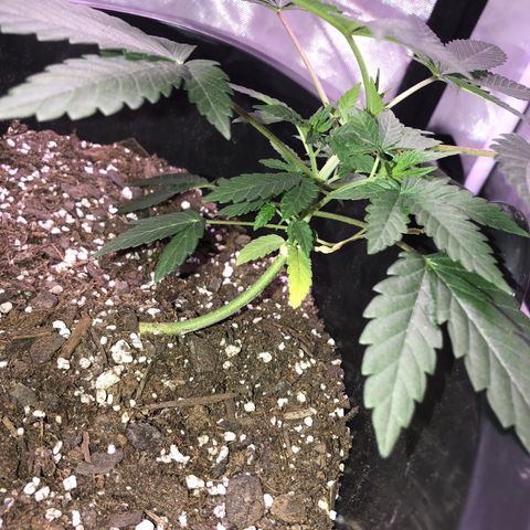 Karen growlog timeline photo