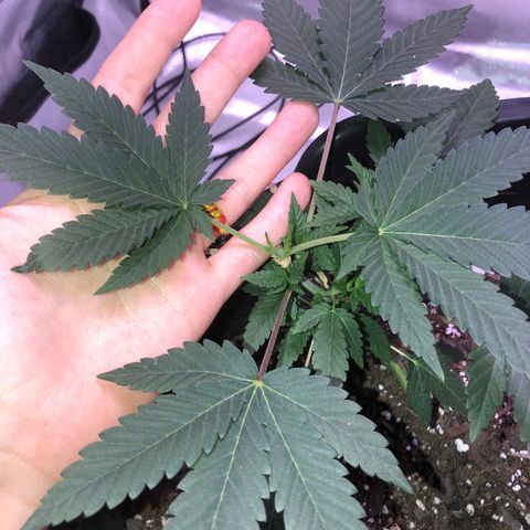 Karen growlog timeline photo