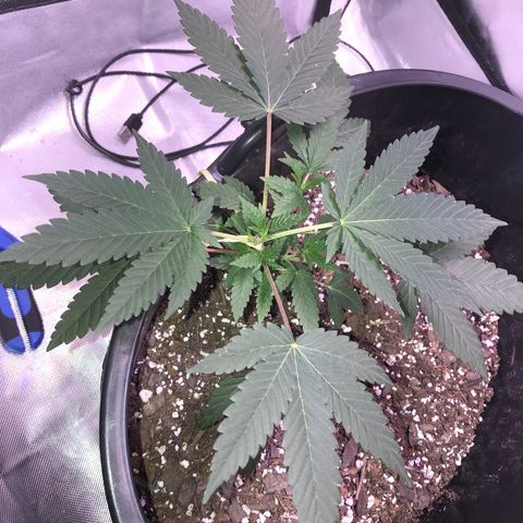 Karen growlog timeline photo