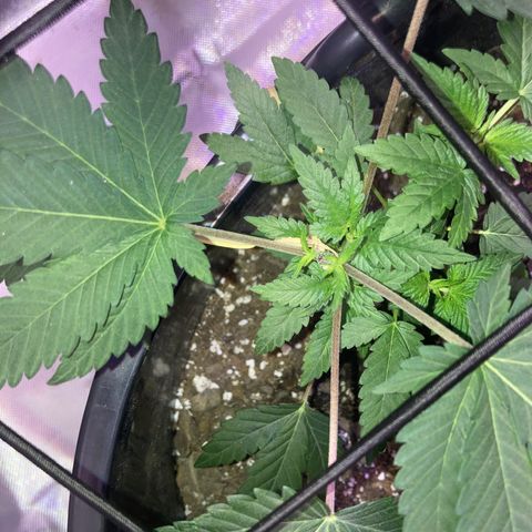 Karen growlog timeline photo