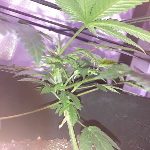 Karen growlog timeline photo