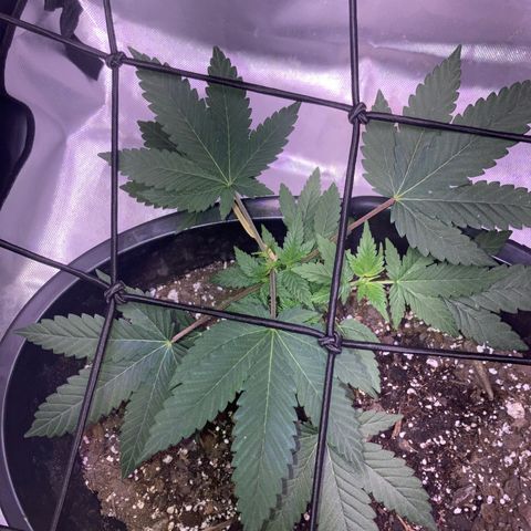 Karen growlog timeline photo