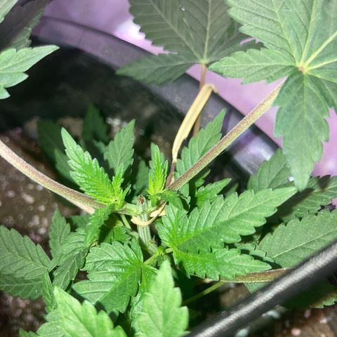 Karen growlog timeline photo