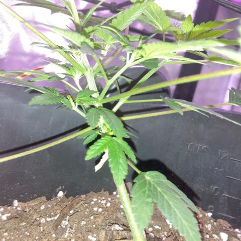 Karen growlog timeline photo