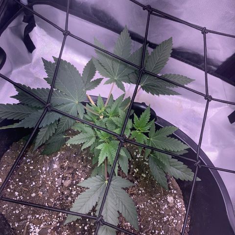 Karen growlog timeline photo