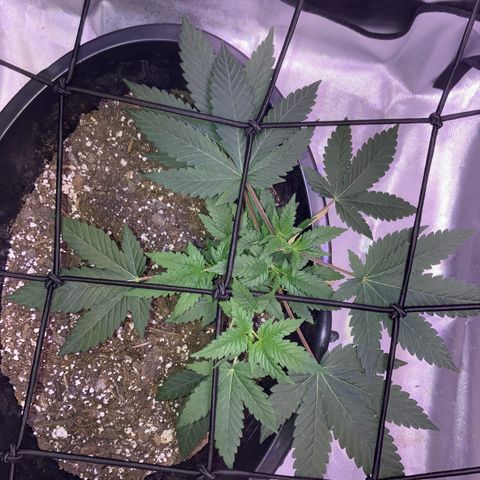 Karen growlog timeline photo
