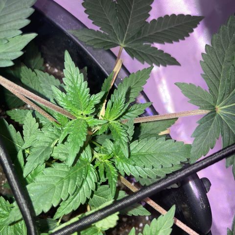 Karen growlog timeline photo