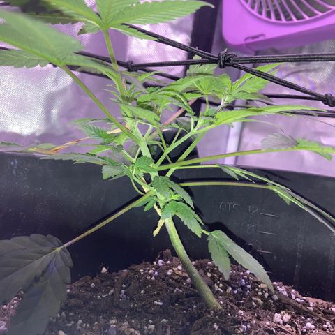 Karen growlog timeline photo