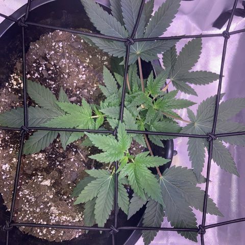 Karen growlog timeline photo