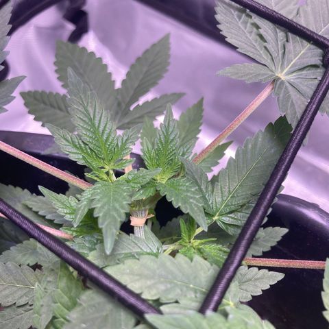Karen growlog timeline photo