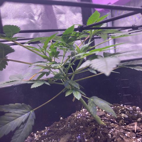 Karen growlog timeline photo