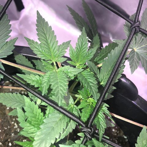 Karen growlog timeline photo