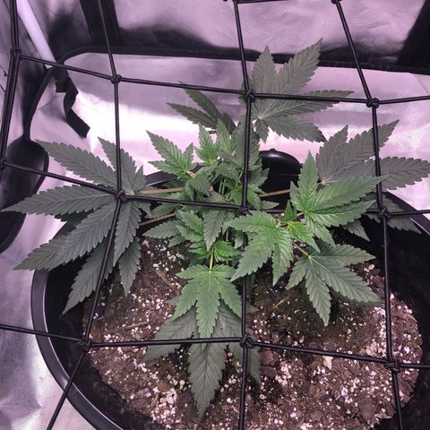 Karen growlog timeline photo