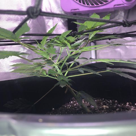 Karen growlog timeline photo