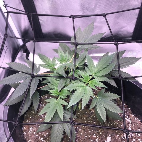 Karen growlog photo: Canopy roughly 6 1/2 in tall. 5 tops. Side branches really stretching, main branch staying short and even 