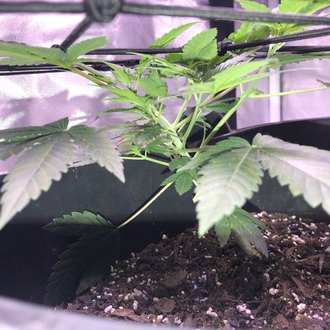 Karen growlog photo: Canopy roughly 6 1/2 in tall. 5 tops. Side branches really stretching, main branch staying short and even 