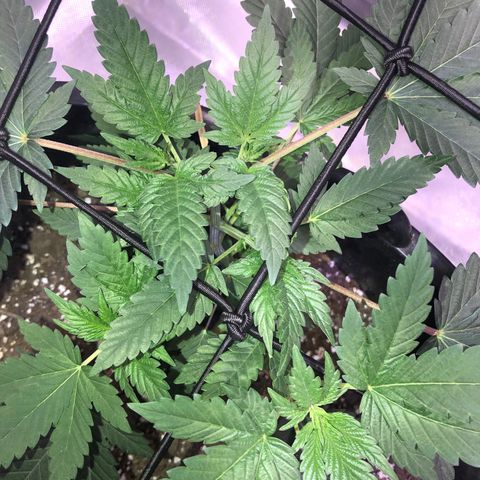 Karen growlog photo: Canopy roughly 6 1/2 in tall. 5 tops. Side branches really stretching, main branch staying short and even 