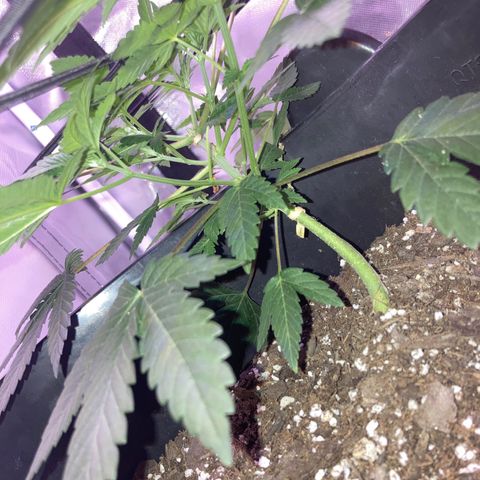 Karen growlog timeline photo