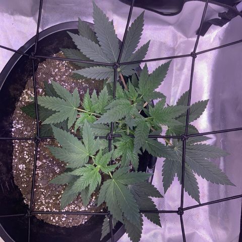 Karen growlog timeline photo