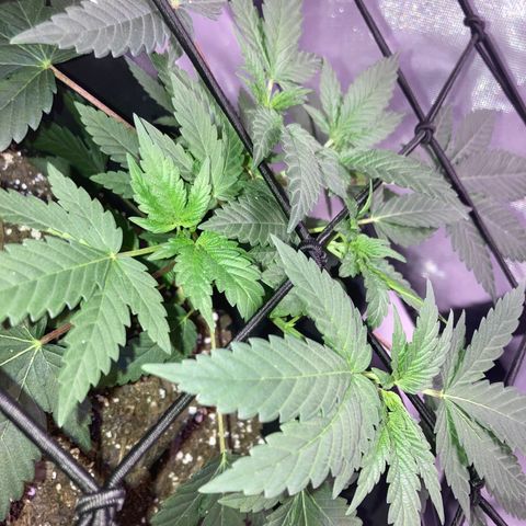 Karen growlog timeline photo