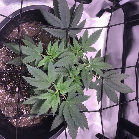 Karen growlog timeline photo