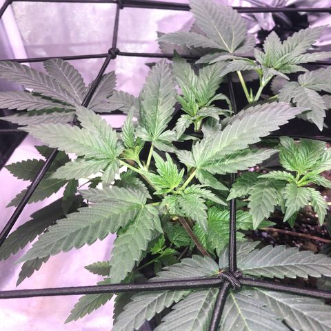 Karen growlog timeline photo