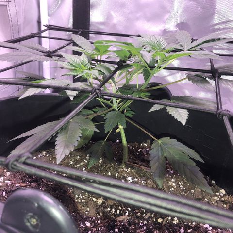 Karen growlog timeline photo