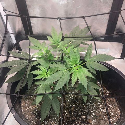 Karen growlog photo: First day of flower. Daily pictures are now in the mornings. Canopy roughly 7in 