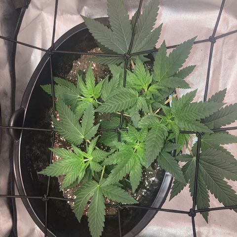 Karen growlog photo: First day of flower. Daily pictures are now in the mornings. Canopy roughly 7in 