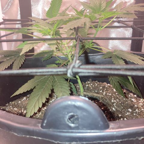 Karen growlog photo: First day of flower. Daily pictures are now in the mornings. Canopy roughly 7in 
