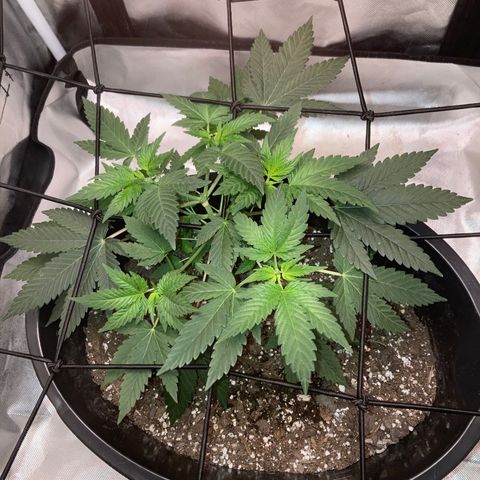 Karen growlog timeline photo