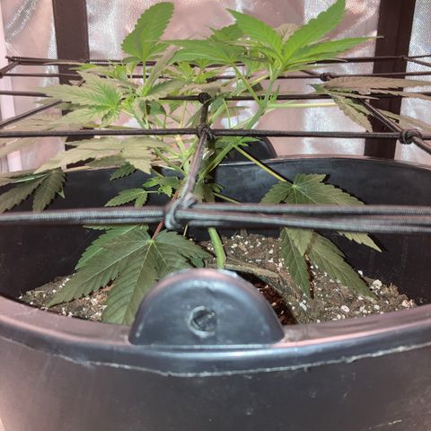 Karen growlog timeline photo