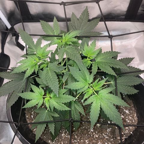 Karen growlog timeline photo